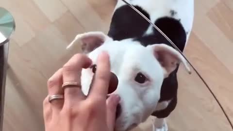 Funny Dog Videos Try Not To Laugh Try To Catch it