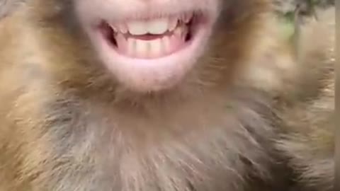 Monkey funny video