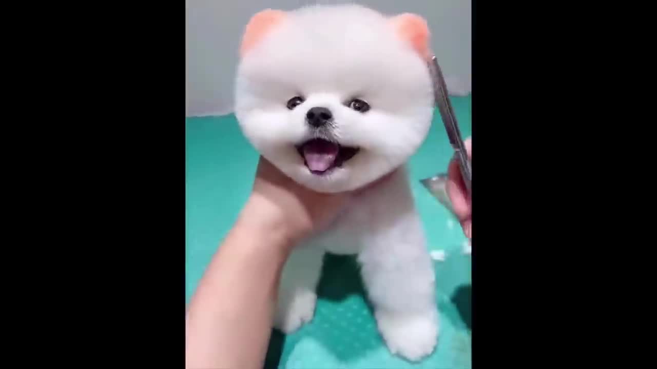 Funny Animals video...