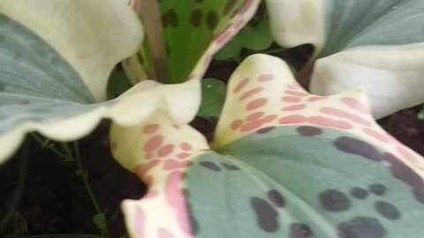 Very beautiful my flower