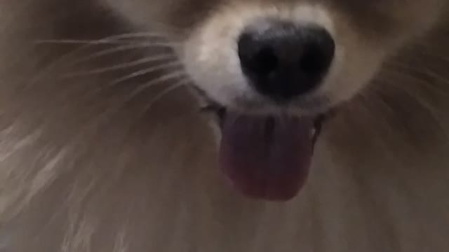 Richie the dog plays before going to bed