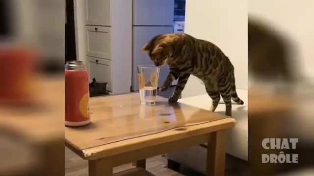 funny videos cats besta2021