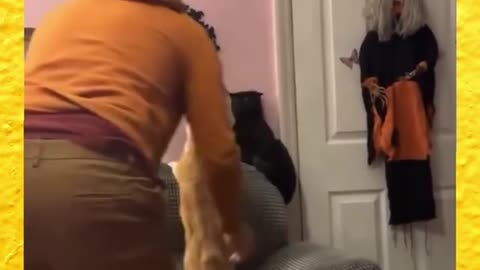 Fight cut cute video 😺😺