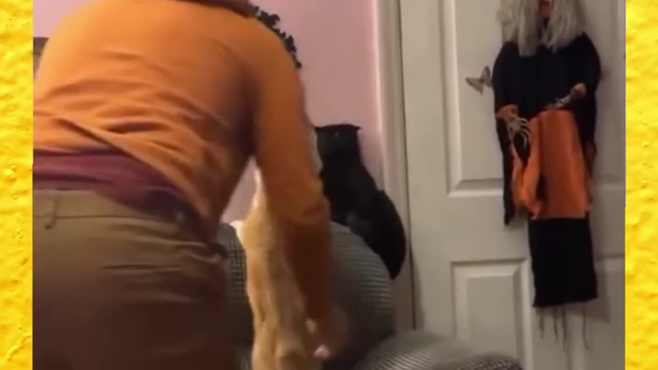 Fight cut cute video 😺😺