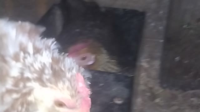 Broody Creole Bantam Nesting In A Box Fan