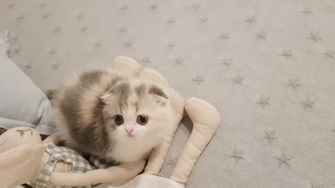 cute kitten videos short leg cat,funny