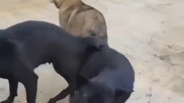 Three funny dogs