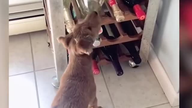 Funny Animal Videos 2022 Best Dogs And Cats Videos
