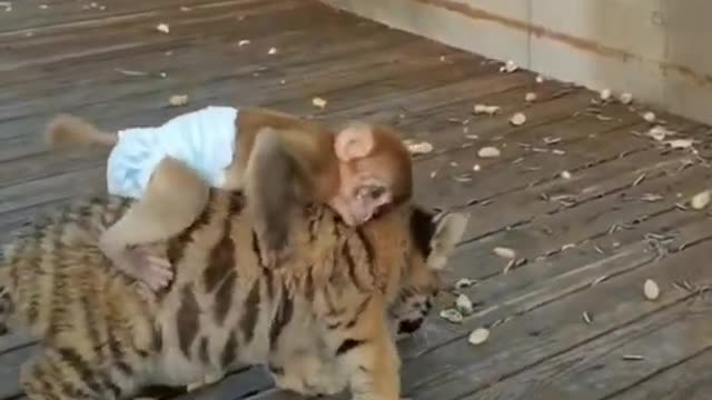 Tiger giving ride to cute monkey