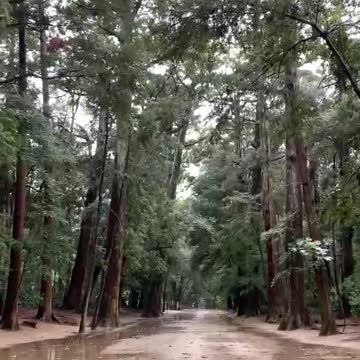 Kashima Shrine Japan