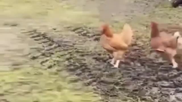 TRY not to laugh-I dare you! Best Funny Cat Videos That Will Make You Laugh