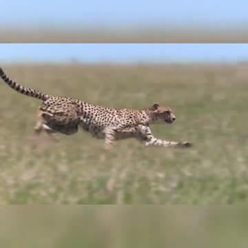 Cheetah hunting deer Attitude next level 🔥🔥 #shorts