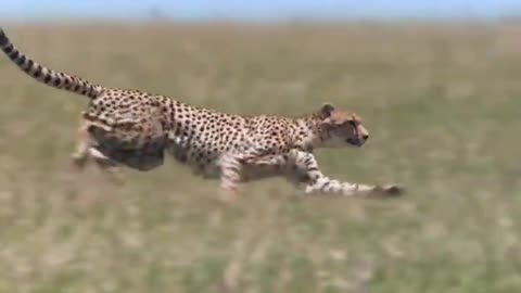Cheetah hunting deer Attitude next level 🔥🔥 #shorts
