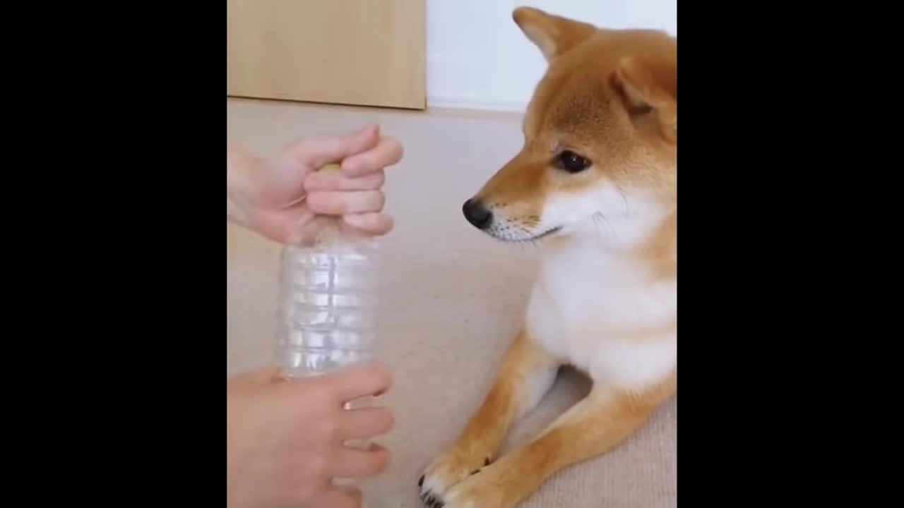 Try Not To Laugh or Grin While Watching Cute Animals Compilation #45