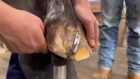 WORST HOOF CRACK