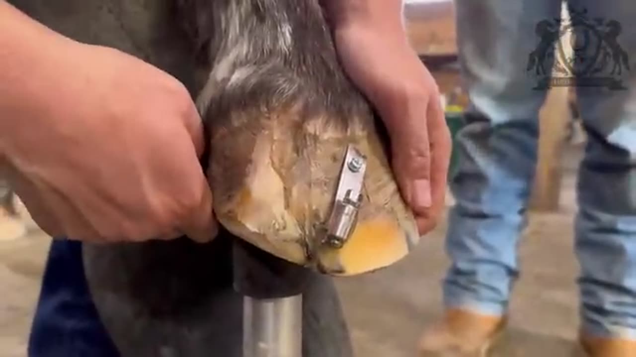 WORST HOOF CRACK