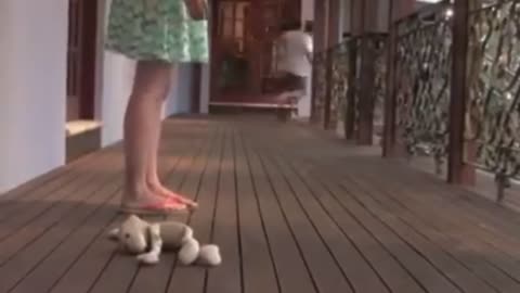 funny dogs epic