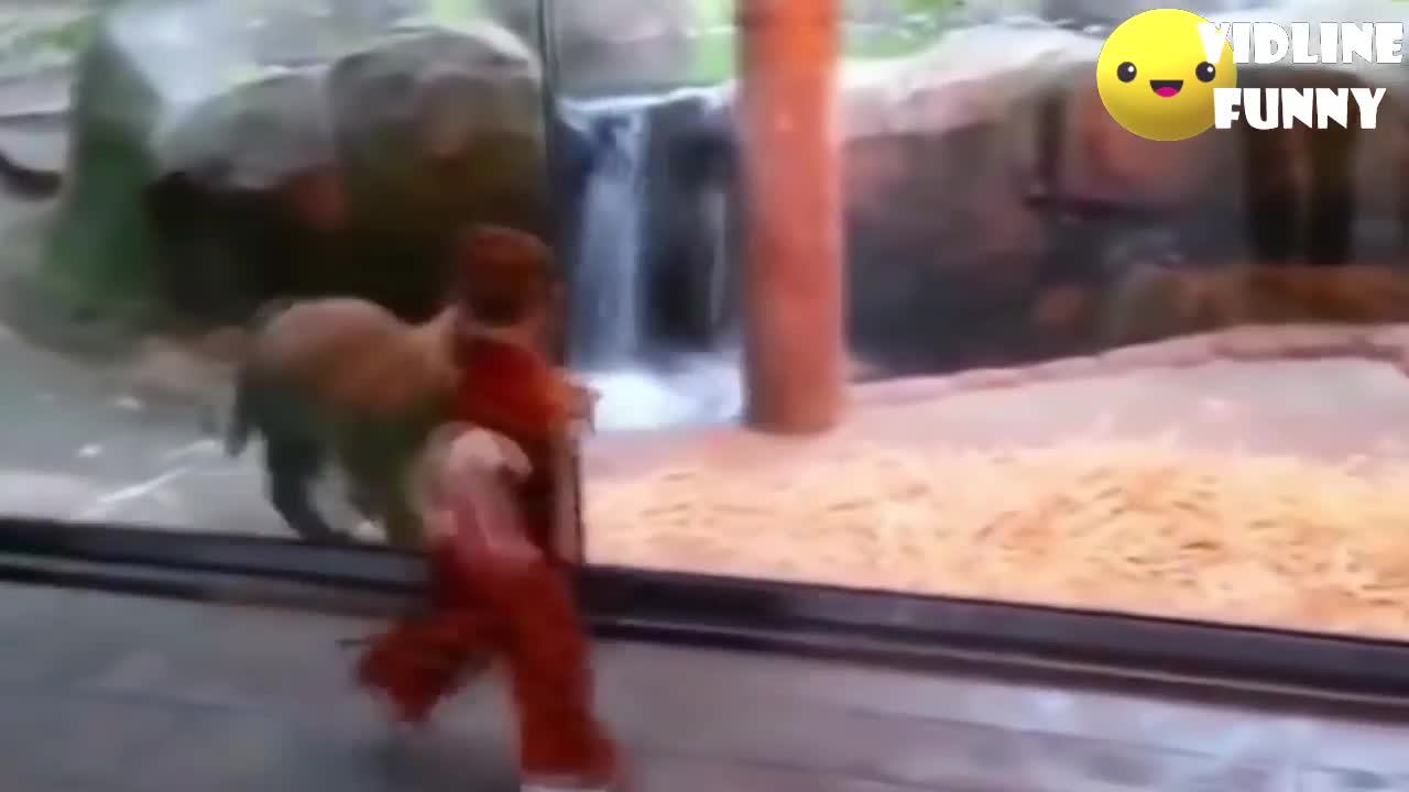 Zoo animals funniest fails