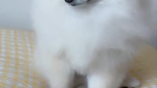 Try not to laugh!!!