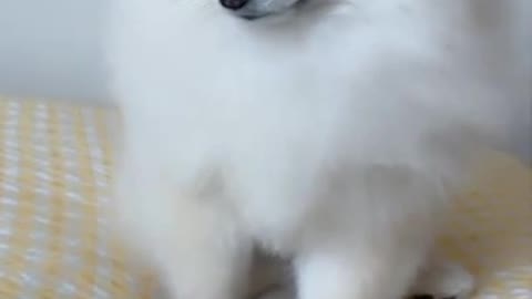 Try not to laugh!!!