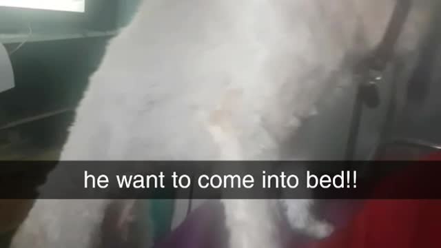 Giant poodle struggles to get into bed