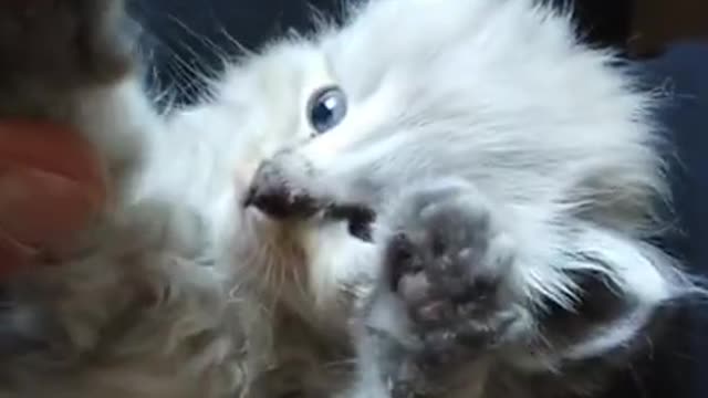 cute cat funny petite🐱❤️