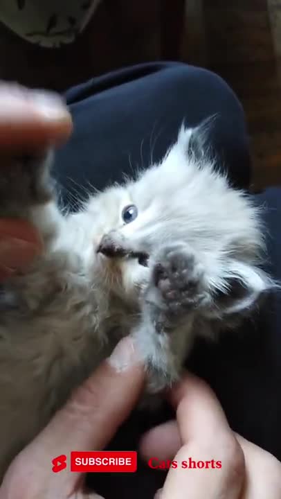 cute cat funny petite🐱❤️