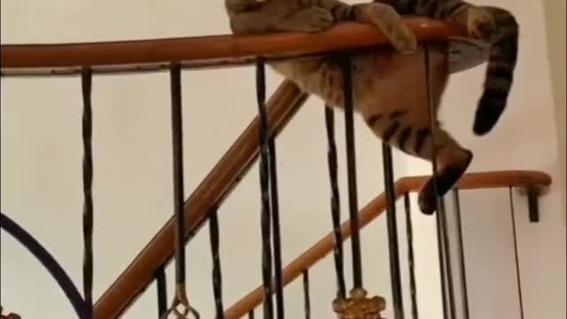 The handsome cat sits on the railing