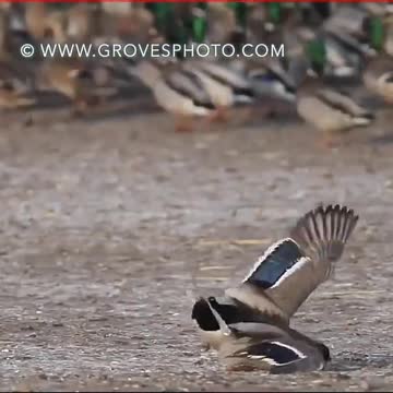 Peregrine Falcon, Fastest Creature In The World #Shorts
