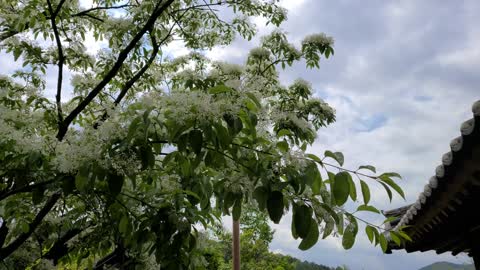 A fringe tree