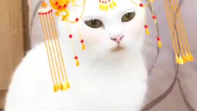 This cat is getting married! The phoenix crown has been brought.