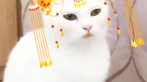 This cat is getting married! The phoenix crown has been brought.