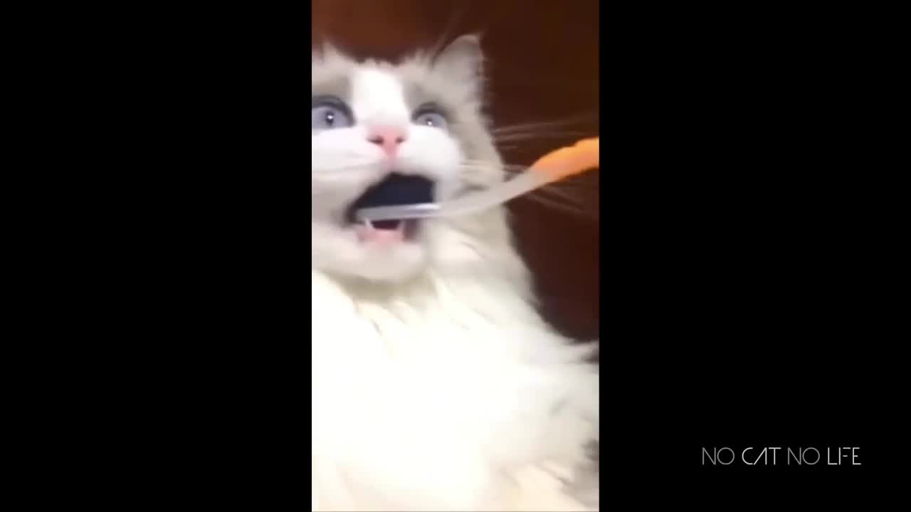 Cat brushing teeth funny 😁