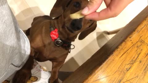 Feeding weiner dog pasta