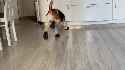 Beagle Is Still Getting Used to New Booties