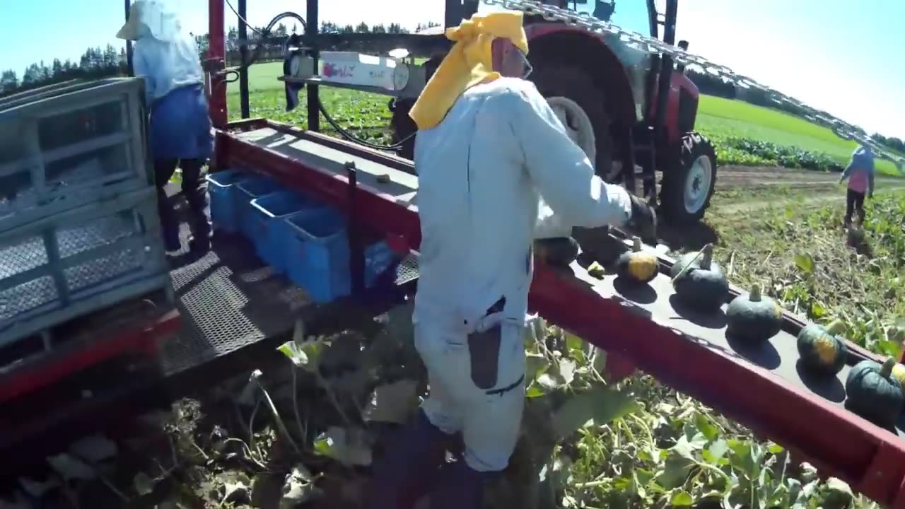 Asian Pumpkin Farming and Harvesting - Amazing Japan Agriculture Farm