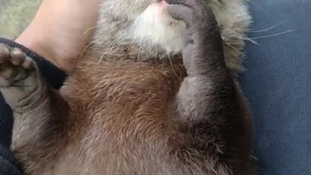 Baby otter is sleeping after eating