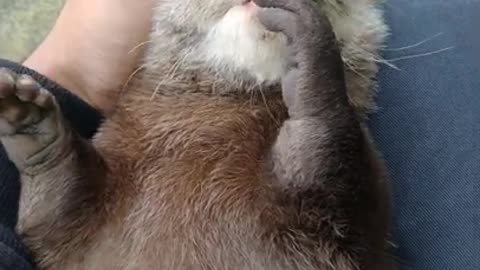 Baby otter is sleeping after eating