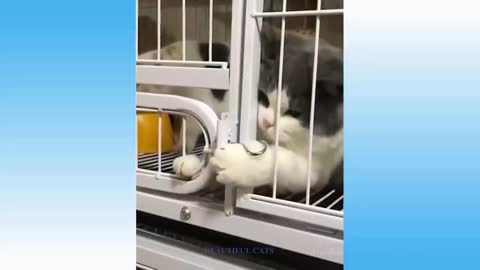 Top Funny Cat Videos Of The Weekly (Part 1) Try Not To Laugh