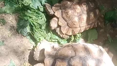 The tortoise is basking in the sun.