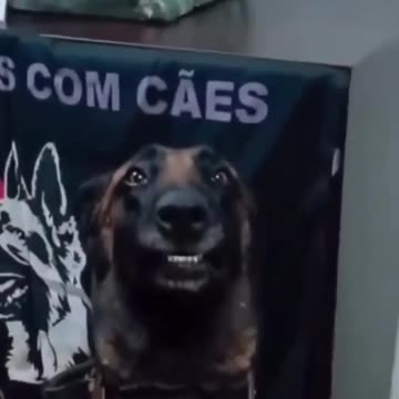 Proud dog intercepted huge drug shipment 😊