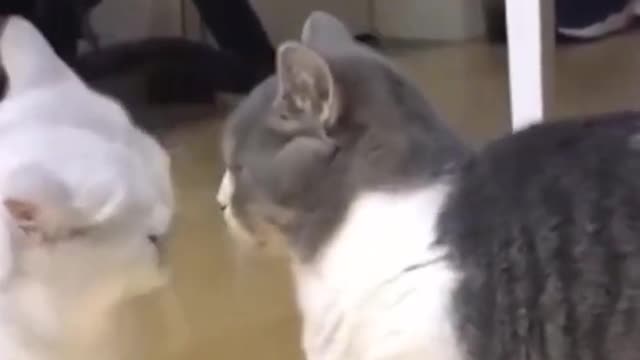 FUNNY CUTE PETS(4)