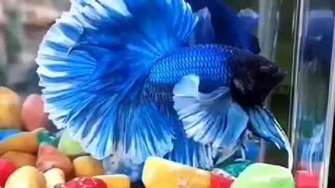 Butterfly fish amazing video