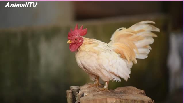 beautiful rooster crowing