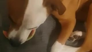 Dog eating watermelon like human