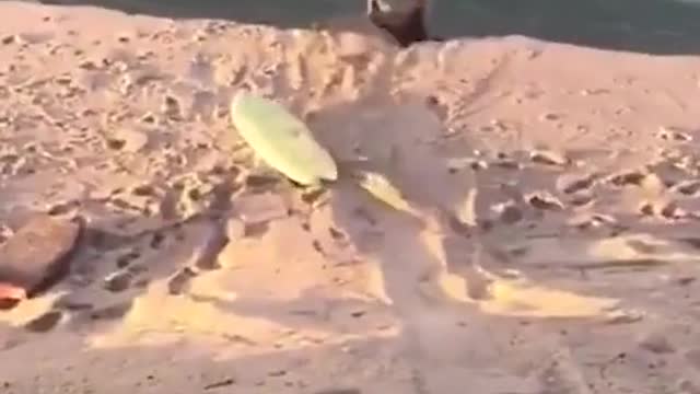 Unexpected funny video selection 22 play # funny # watch and laugh again