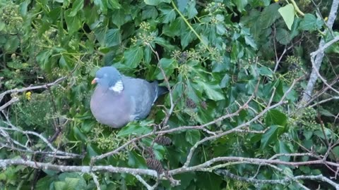 Pigeon On A Tree In North Wales