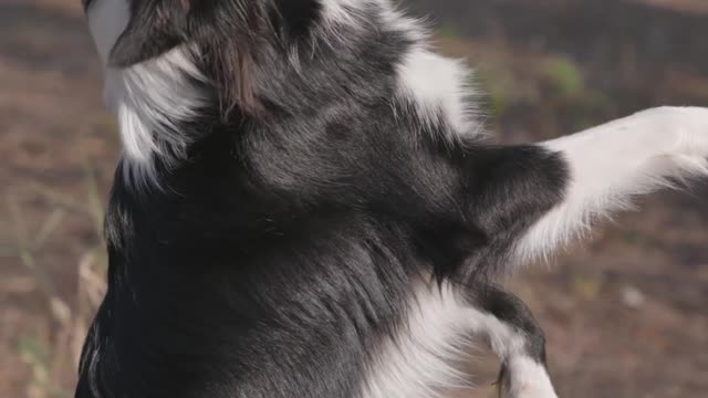 A Border Collie Playing With it's Owner 😍