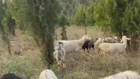 flock of sheep grazing