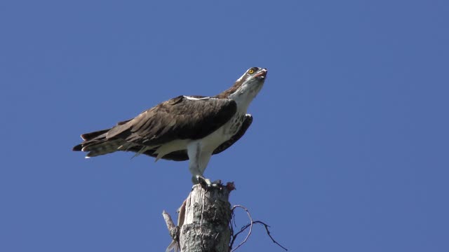 osprey feeding on fish